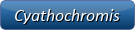 Cyathochromis