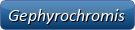 Gephyrochromis