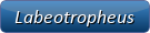 Labeotropheus