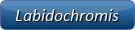 Labidochromis