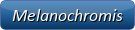 Melanochromis