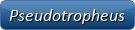 Pseudotropheus