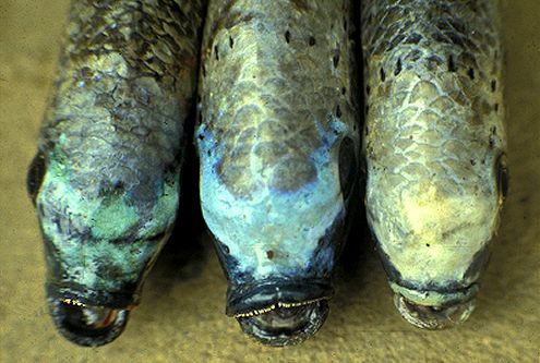 Variation in head color, Oreochromis squamipinnis, photo &copy; by G.F. Turner
