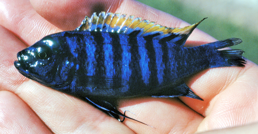 Male Cynotilapia afra fresh from the water at Nkhata Bay, Malawi; photo &copy; by M.K. Oliver, Ph.D.