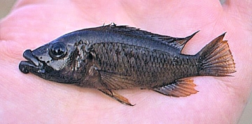 Abactochromis labrosus. Photo &copy; by M.K. Oliver