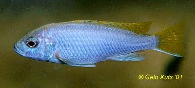 Female Pseudotropheus `acei`, photo copyright &copy; by Gelo Xuts