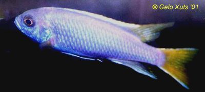 Male Pseudotropheus `acei`, photo copyright &copy; by Gelo Xuts
