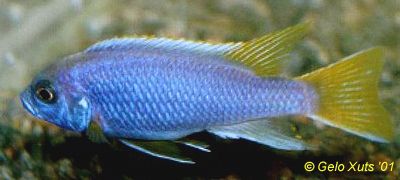Male Pseudotropheus `acei`, photo copyright &copy; by Gelo Xuts