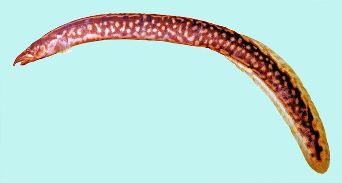 Aethiomastacembelus shiranus, a mastacembelid spiny eel found in Lake Malawi. Photo copyright &copy; by M. K. Oliver