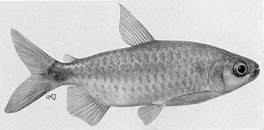 Brycinus imberi, an alestiid characin
found in Lake Malawi; illustration from Jubb (1967), used by permission
of A. A. Balkema Publishers
