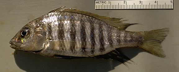 ? Lethrinops altus, photo copyright &copy; by M. K. Oliver