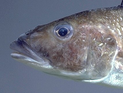 Exochochromis anagenys, head of holotype, photo &copy; 1999 M. K. Oliver