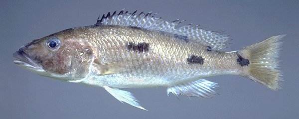 Exochochromis anagenys, holotype, photo &copy; 1999 M. K. Oliver