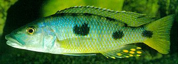 Exochochromis anagenys, photo &copy; Ad Konings; used by permission