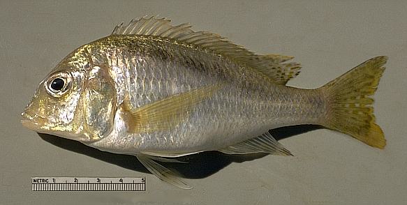 Another Mylochromis anaphyrmus, photo copyright &copy; by
M. K. Oliver
