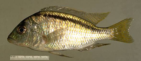 Mylochromis anaphyrmus, photo copyright &copy; by M. K. Oliver