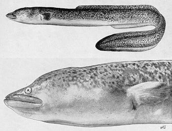 Anguilla bengalensis labiata, a true eel
found in Lake Malawi; black & white illustration from Jubb (1967),
used by permission of A. A. Balkema Publishers