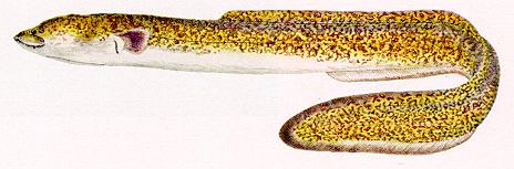 Anguilla bengalensis labiata, a true eel
found in Lake Malawi; color painting from Jubb (1967), used by permission
of A. A. Balkema Publishers