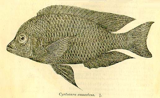 Protomelas annectens, photo copyright &copy; by M. K. Oliver