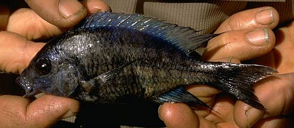 Protomelas annectens, photo copyright &copy; by M. K. Oliver