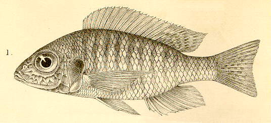 Aulonocara nyassae, drawing of holotype from Regan (1922)