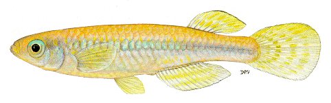 Micropanchax johnstoni, a poeciliid killifish found in Lake Malawi; illustration from Skelton (1993), used by permission of P.H. Skelton