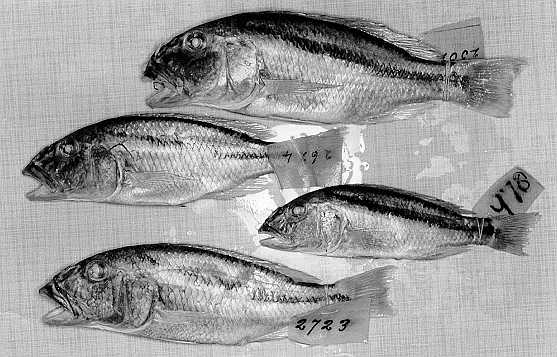 Aristochromis christyi, photo of four of the paralectotypes, by M. K. Oliver