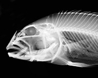 Radiograph (x-ray) of Aristochromis christyi Trewavas, a predatory cichlid of Lake Malawi