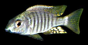 Aulonocara brevinidus, photo by Erwin Schraml, used by permission