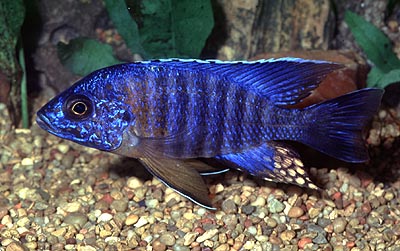 Aulonocara hansbaenschi `red shoulder,`
photo from The Cichlid Exchange, used by permission