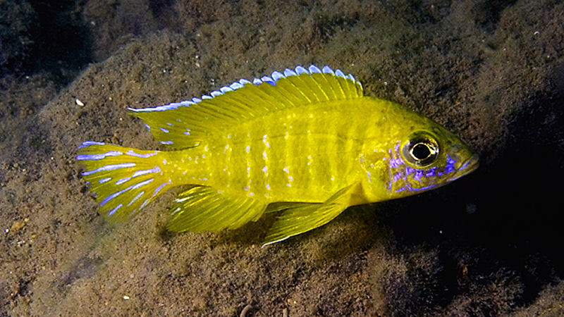 Aulonocara stuartgranti `maleri`, photographed at Nankoma Island in the Maleri Islands, &copy; by Larry Johnson