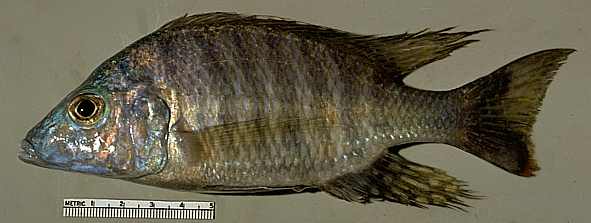 Aulonocara macrochir, male; photo copyright &copy; 1997 by M. K. Oliver.