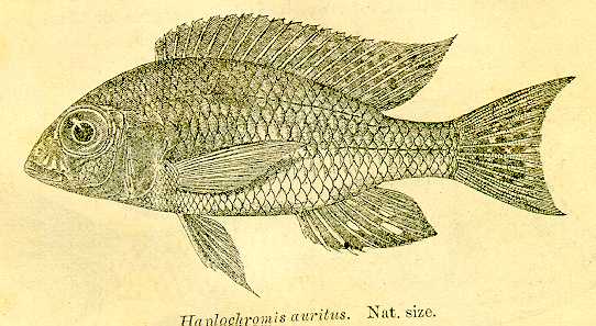 Lethrinops auritus, drawing from Regan (1922)