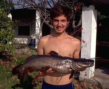 Bagrus meridionalis held by Dr. Thomas Kocher,
photo copyright &copy; by M. K. Oliver