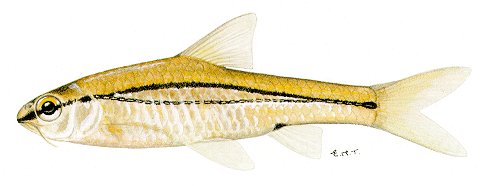 Barbus bifrenatus, a cyprinid
found in Lake Malawi; illustration from Skelton (1993), used by permission
of P.H. Skelton