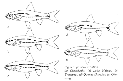 Pigment pattern variation in Barbus bifrenatus, a cyprinid
found in Lake Malawi; illustration from Skelton (1993), used by permission
of P.H. Skelton