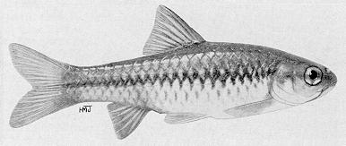 Barbus eutaenia, a cyprinid
found in Lake Malawi; illustration from Jubb (1967), used by permission
of A. A. Balkema Publishers
