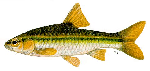 Barbus eutaenia, a cyprinid
found in Lake Malawi; illustration from Skelton (1993), used by permission
of P.H. Skelton