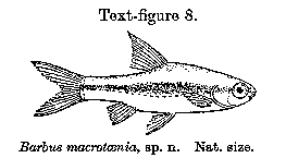 Barbus macrotaenia, a cyprinid
found in Lake Malawi; illustration from Worthington (1933)