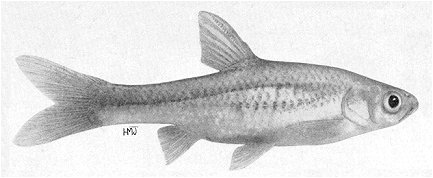 Barbus paludinosus, a cyprinid
found in Lake Malawi; illustration from Jubb (1967), used by permission
of A. A. Balkema Publishers