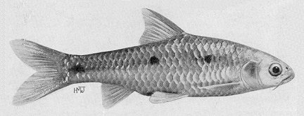 Barbus trimaculatus, a cyprinid
found in Lake Malawi; illustration from Jubb (1967), used by permission
of A. A. Balkema Publishers