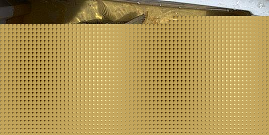 Labeobarbus brevicauda, probable record-sized individual seined 31 July 1968 on Monkey Bay beach. Photo &copy; by M.K. Oliver