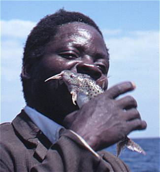 A fisherman bites the spines from a Synodontis njassae
to make it safe to handle; photo &copy; 2000 by M. K. Oliver