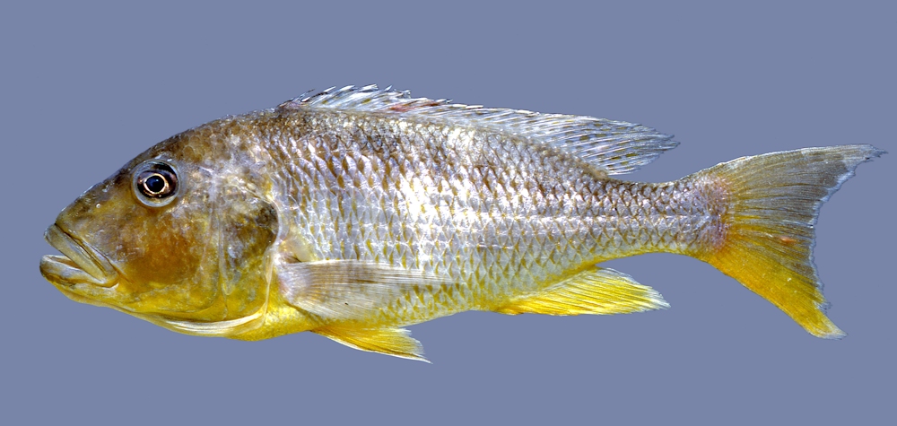 Buccochromis rhoadesii, photo &copy; by M.K. Oliver