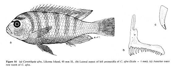 Cynotilapia afra, drawings from Ribbink et al. (1983)