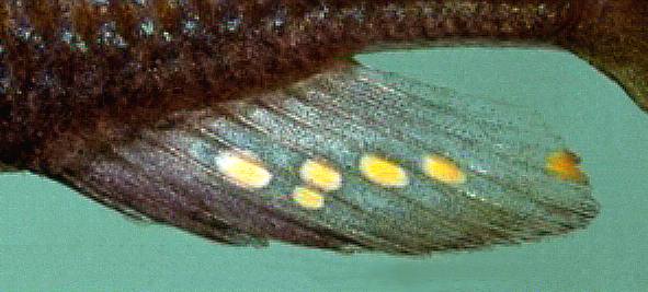 Astatotilapia calliptera, anal fin, photo copyright &copy; 1997 by M. K. Oliver