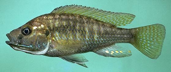 Astatotilapia calliptera, photo copyright &copy; 1997
by M. K. Oliver