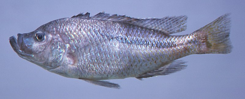 Caprichromis orthognathus male. Photo copyright &copy; by M. K. Oliver