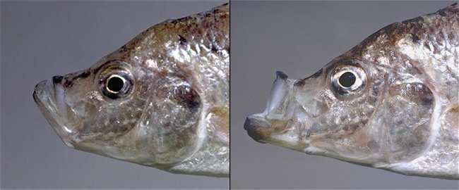 Caprichromis orthognathus (mouth closed and open).
Photos copyright &copy; by M. K. Oliver