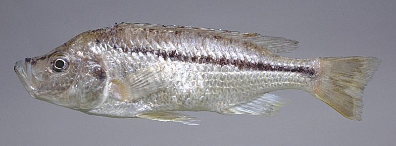 Caprichromis orthognathus. Photo copyright &copy; by M. K. Oliver